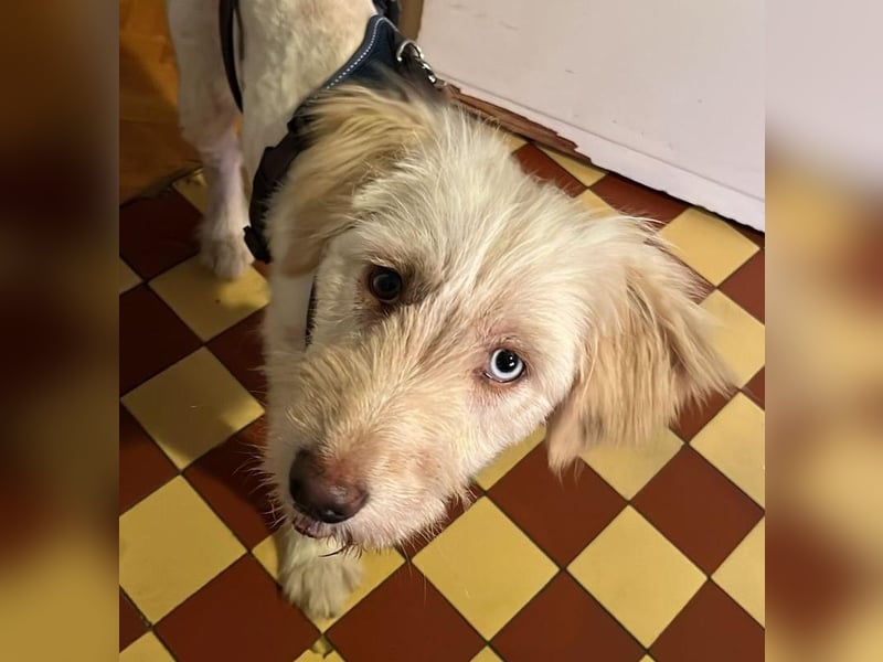 LUMA, gerettete Seele, 1 Jahr, 40 cm, Mischling, Tierschutz, Pflegestelle 40223