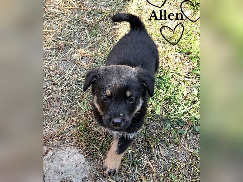 Allen wartet auf sein glückliches Zuhause
