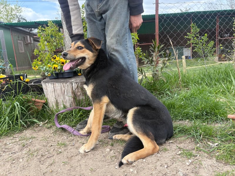 Kerubin, toller Hundemann