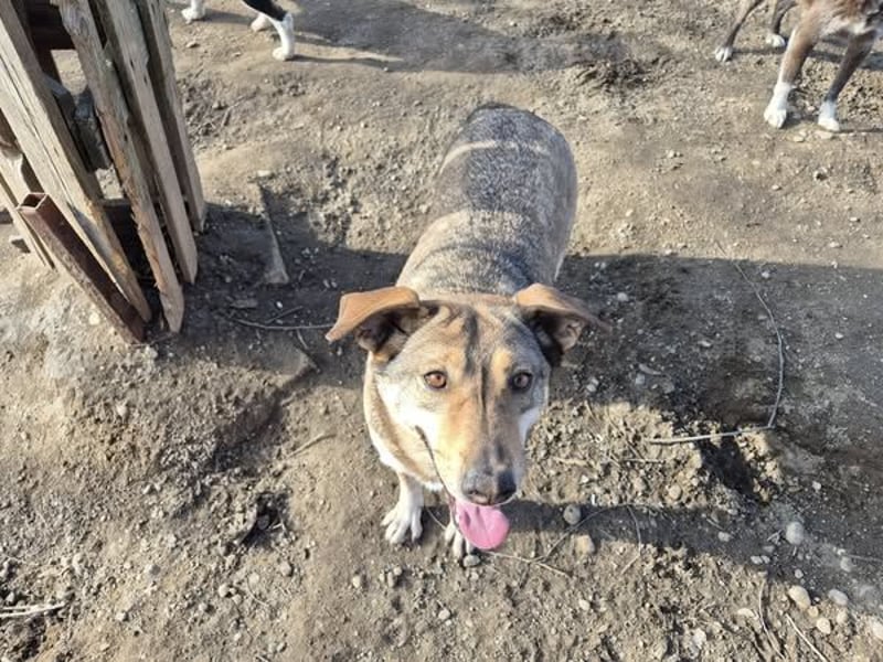 Hündin Bernstein stellt sich vor