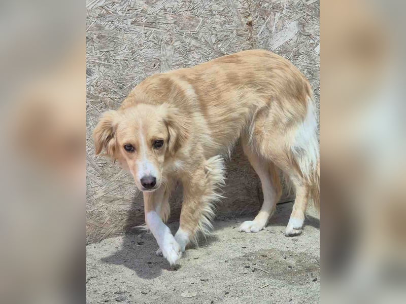 ⭐️SUNSHINE⭐️, Hündin, 2,5 Jahre, 42 cm, Mischling, Tierschutz