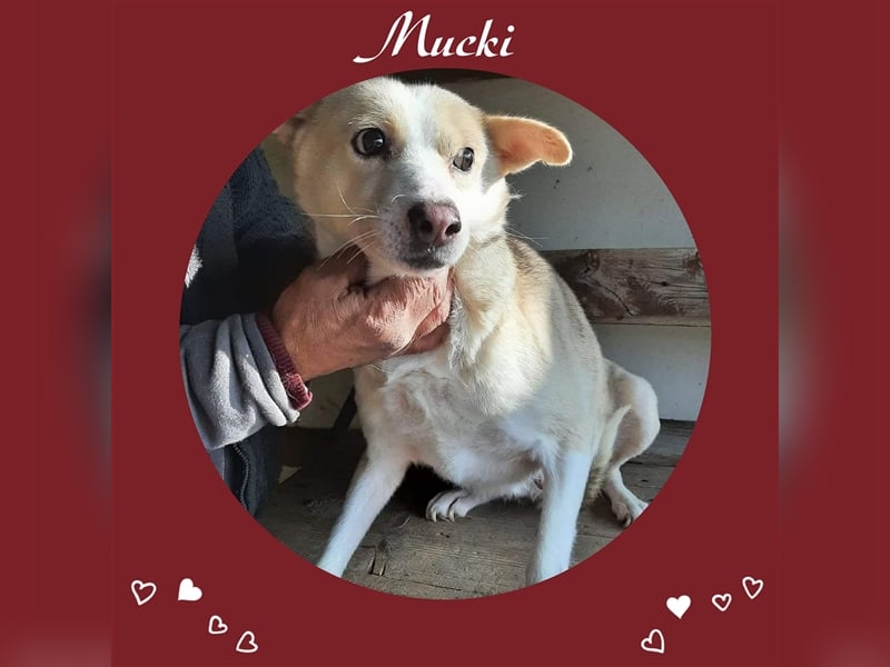 Die süße Mucki sucht ihre Menschen