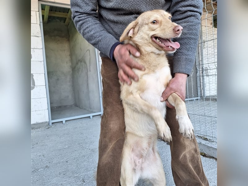 Junghündin 884931 - noch ohne Namen