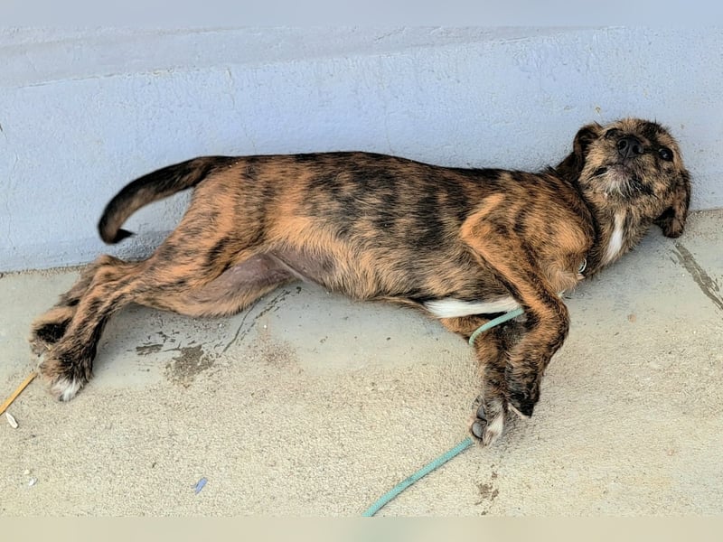 Clara sucht ihr Für immer Zuhause