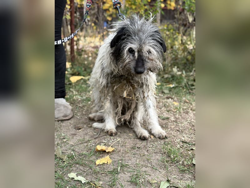 Vileda - dringend Gnadenplatz gesucht!!