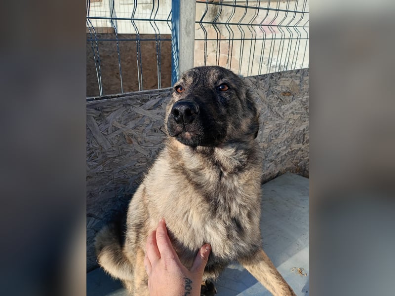 ⭐️Helen⭐️, lustige Hündin, 7 Monate, 40 cm, Mischling, Tierschutz