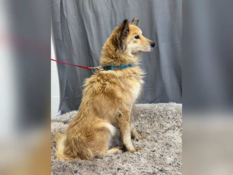 wunderschöne Levendula wartet auf Dich