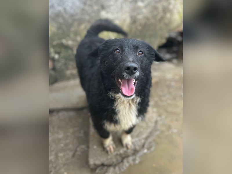 ⭐️GISELLA⭐️, Hündin, 8 Monate, 43 cm, Mischling, Tierschutz