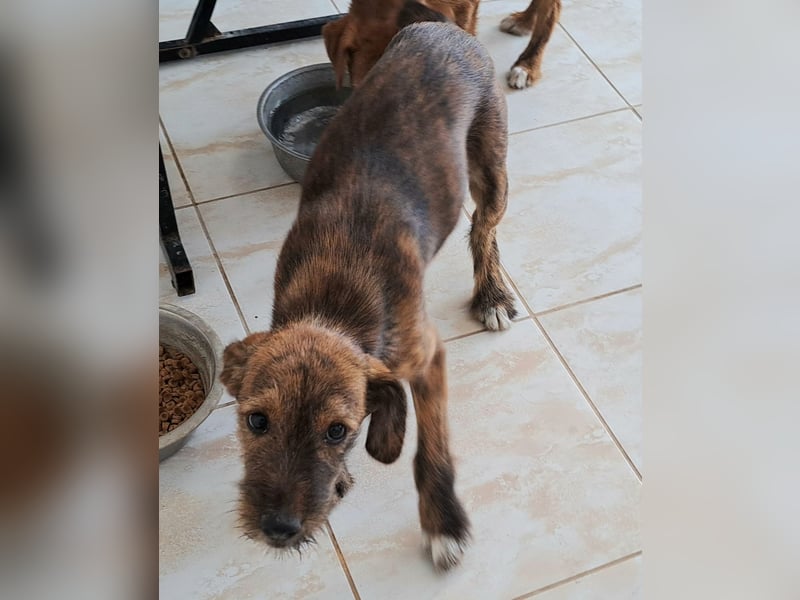 Clara sucht ihr Für immer Zuhause