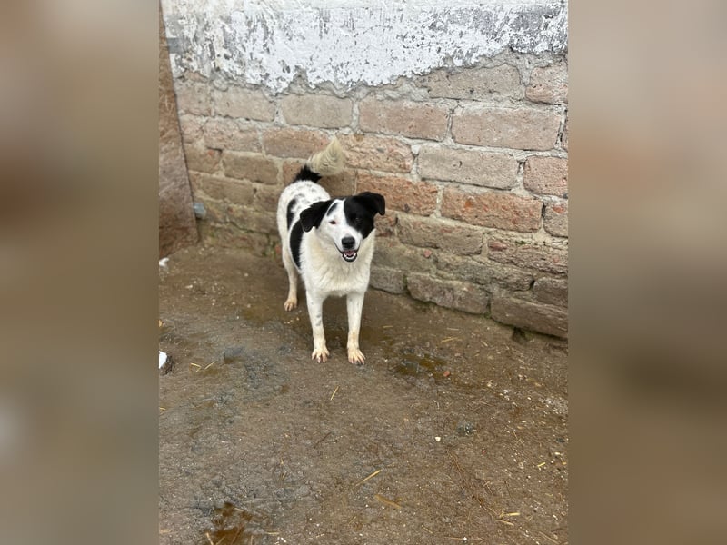 ⭐️SNOOPY⭐️, Spaßvogel und Spielkamerad, Rüde, 1 Jahr, 46cm, Mischling, Tierschutz