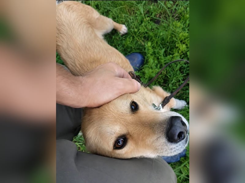 Benji Tierschutzhund sucht ein Zuhause