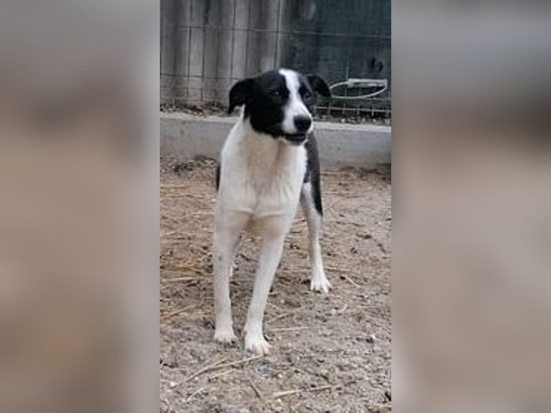 ⭐️PANDA⭐️, Rüde, 4 Jahre, 45 cm, Mischling, Tierschutz Rumänien