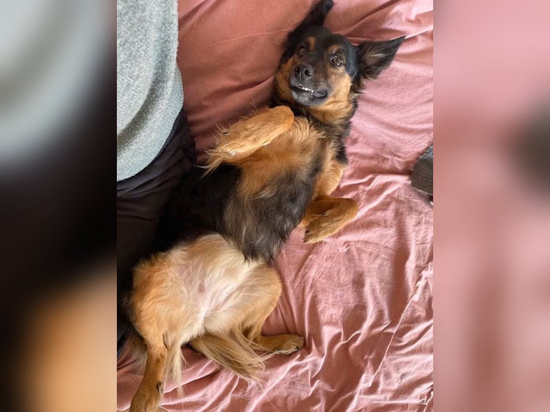 BRYNJA, sensible Angsthündin, 4 Jahre, 42 cm, Mischling, Tierschutz, 48301 Nottuln