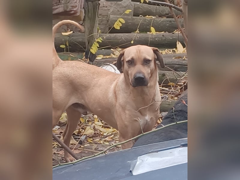 Rocky, lieber Rüde, lebt im Rudel in Rumänien