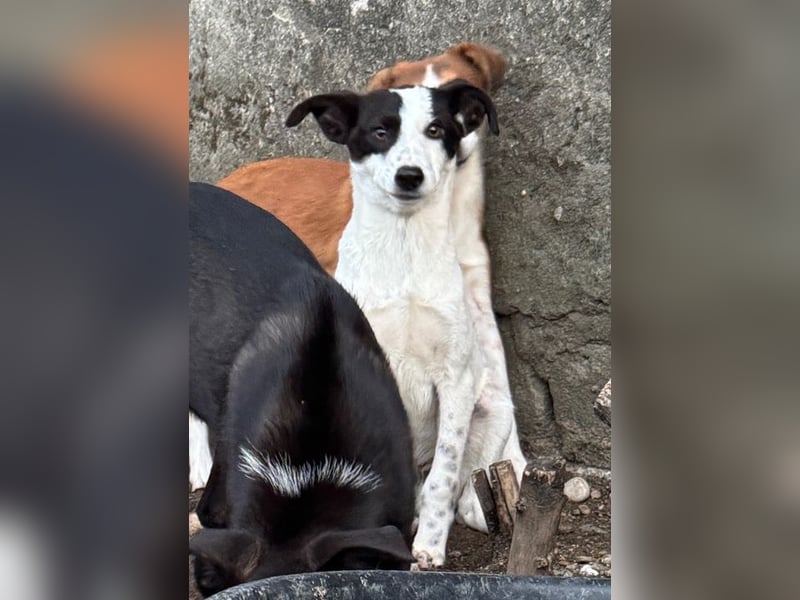 ⭐️SNOW⭐️, Herzensbrecher, Rüde, 1 Jahr, 46cm, Mischling, Tierschutz