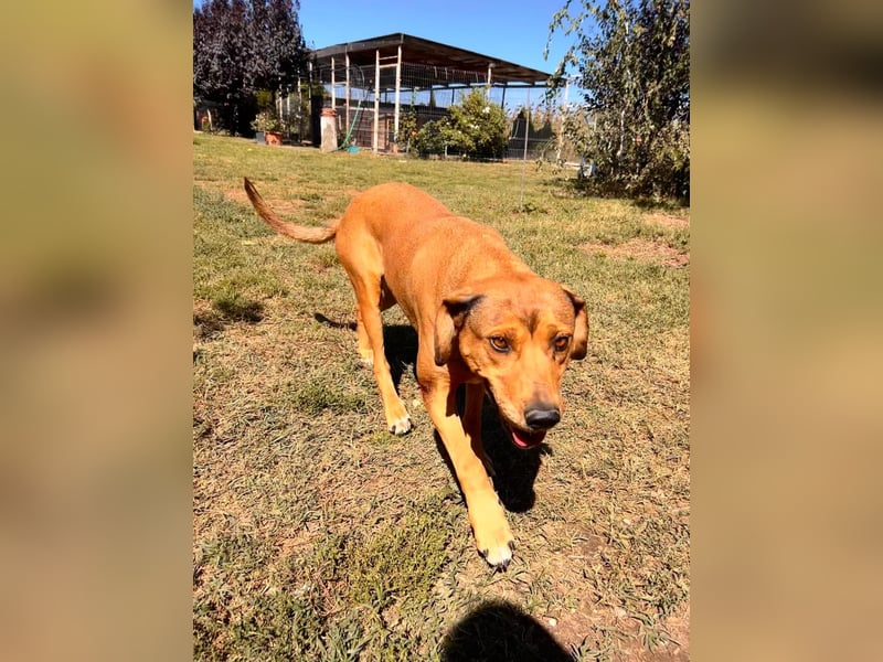 Fata Tierschutzhund sucht ein Zuhause