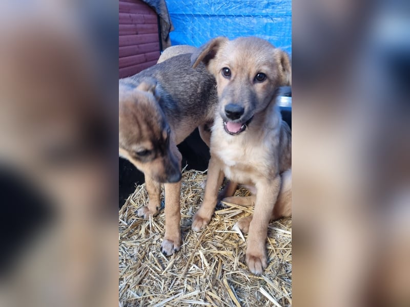 ⭐️Armani⭐️, aufgeweckter Welpe, Rüde, 6 Monate, im Wachstum, Mischling, Tierschutz