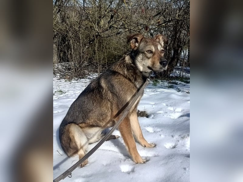 Buffy Tierschutzhund sucht ein Zuhause