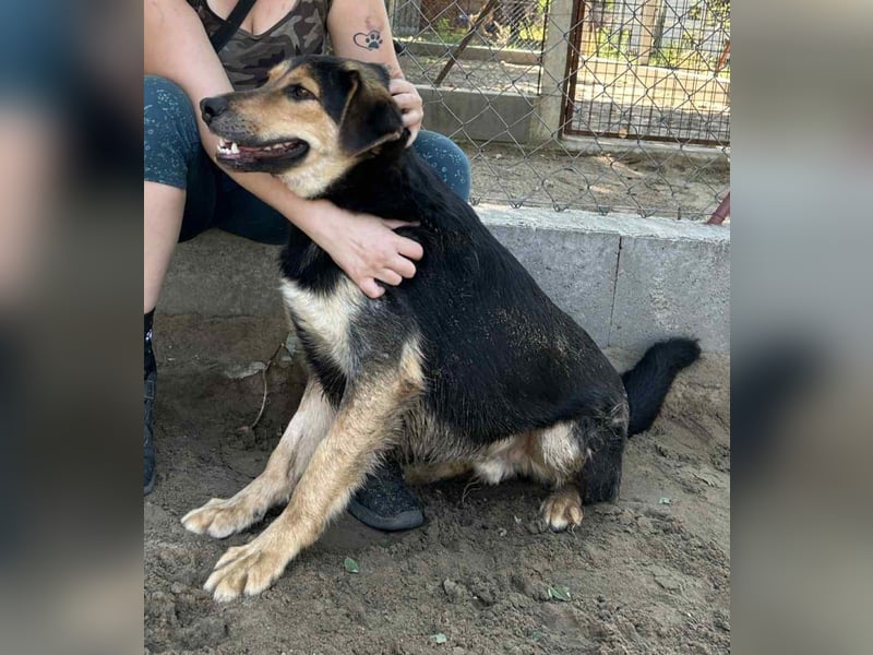 Kerubin - will seine Liebe weitergeben!