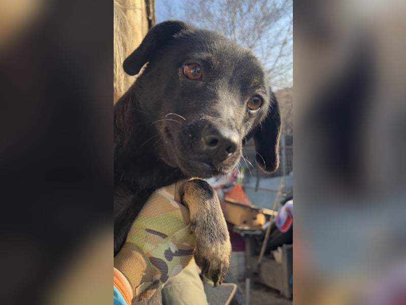 ⭐️BERYLL⭐️, für immer treu, Hündin, fast 3 Jahre, 41 cm, Mischling, Tierschutz