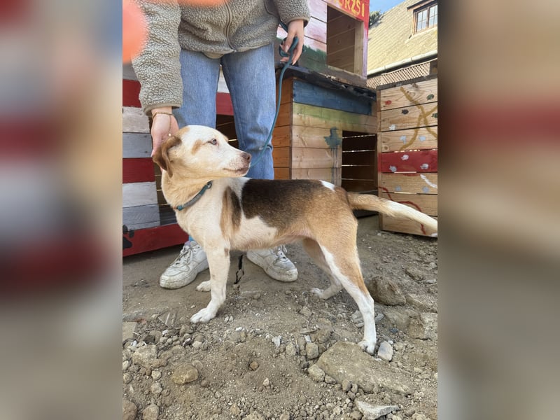 Picúr sucht ein Herz, das sie liebt