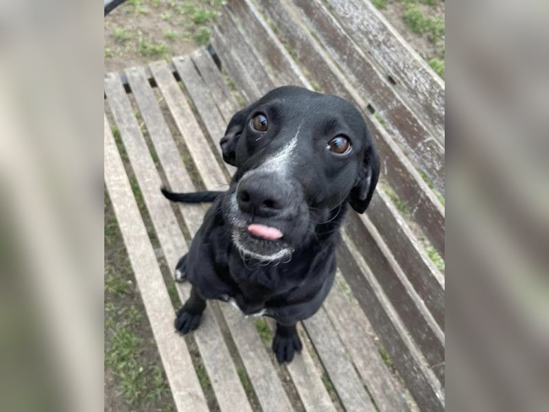 Steffi - eine tolle Hündin sucht warmes Zuhause!