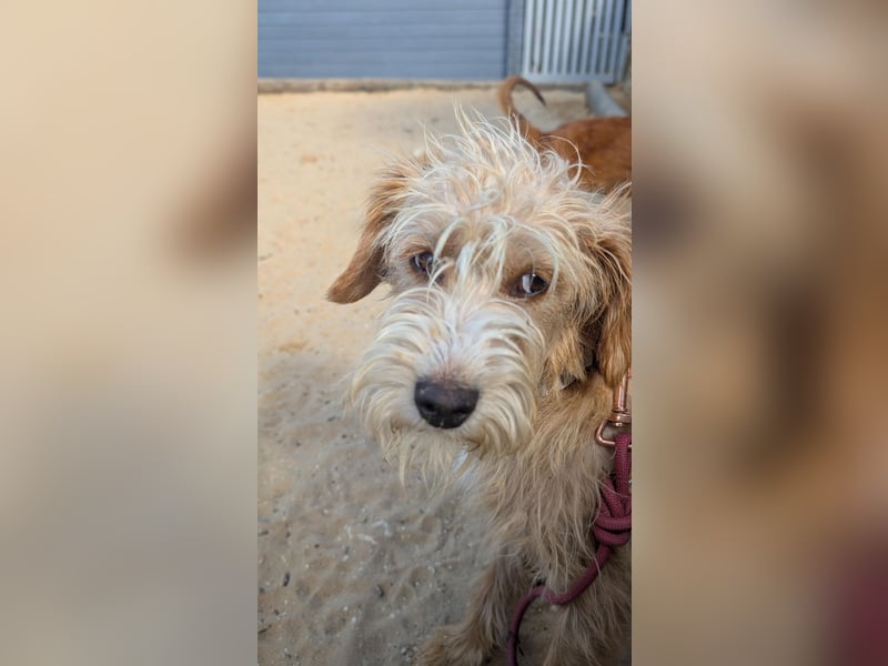 Zauberhafte Fritzi wartet auf unserem Tierschutzhof in Portugal!