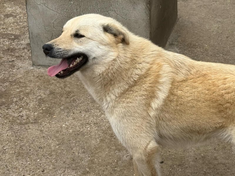 Hündin 028407 sucht ihr Zuhause