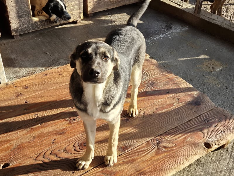 Hündin Gina sucht ihr eigenes Zuhause