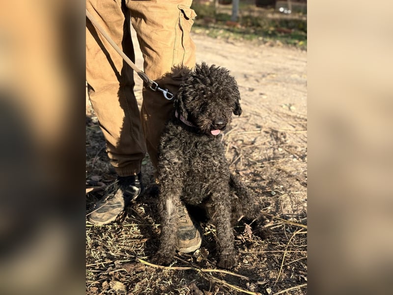 Felda - Sucht ihr Zuhause für immer!