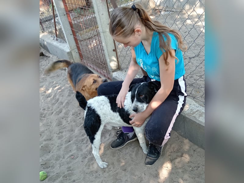 Rabies, ein Traumhund