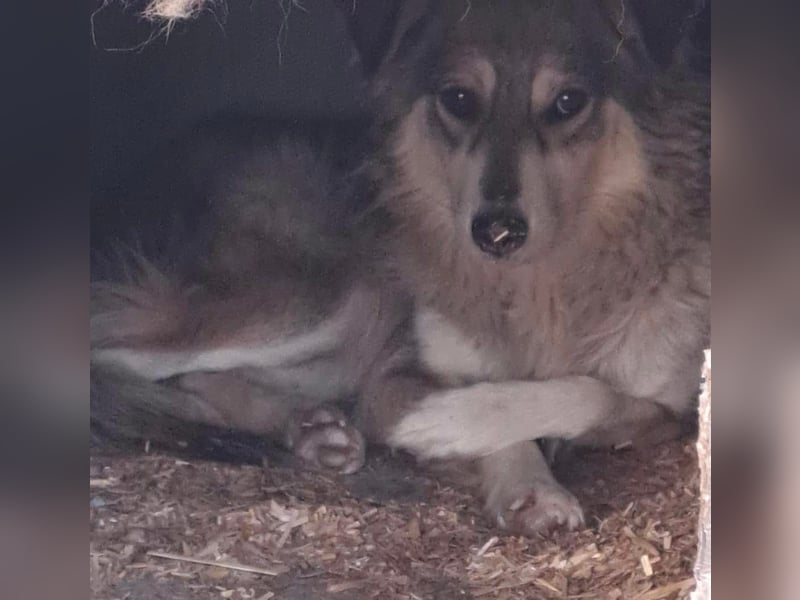 Amber Tierschutzhund sucht ein Zuhause
