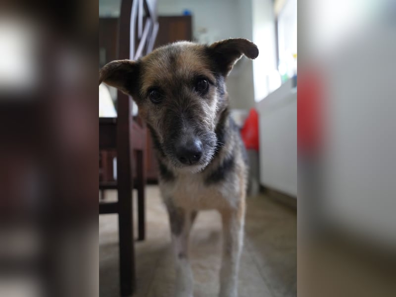 ⭐️OLIVIA⭐️, entspannte Hündin, 2 Jahre, 50 cm, Mischling, Tierschutz Rumänien