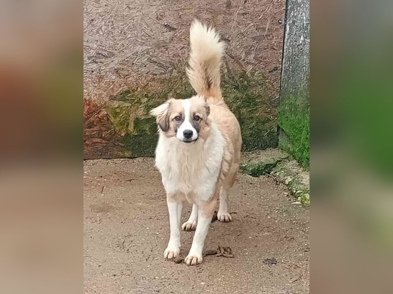 ⭐️FRIDOLIN⭐️, Rüde, 1,5 Jahre, 37 cm, Mischling, Tierschutz