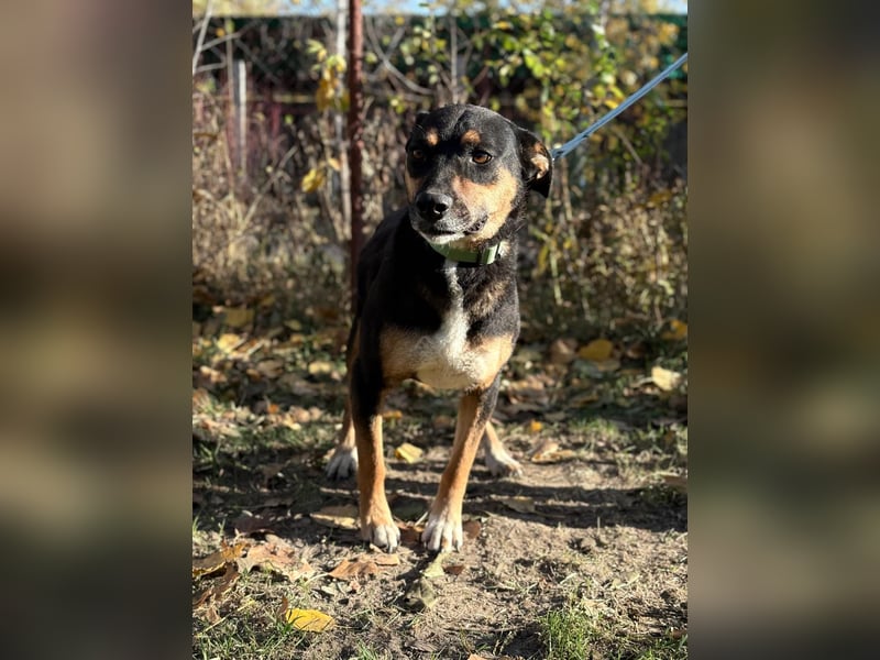 Hugi sucht einen Wegbegleiter