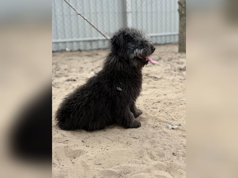 Palko sucht einen Schutzengel