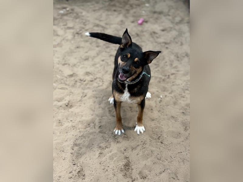 Hugi sucht einen Wegbegleiter