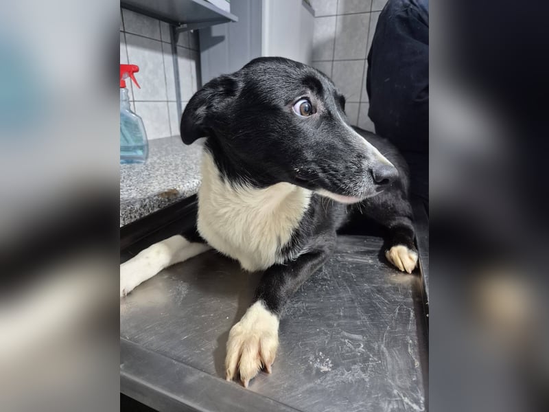 Junger Rüde 890513 sucht seine eigene Familie