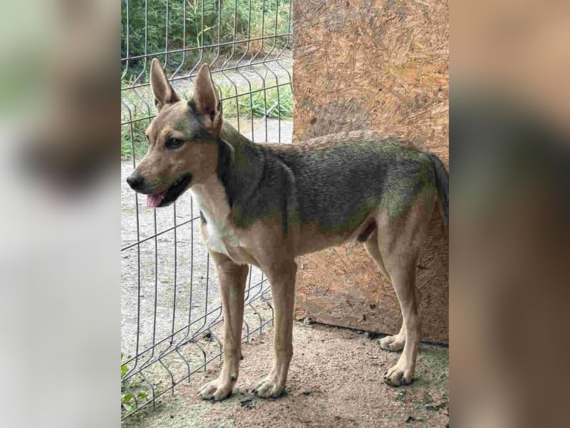 ⭐️ORFI⭐️, reizender Hundejunge, 2 Jahre, 42 cm, Mischling, Tierschutz Rumänien