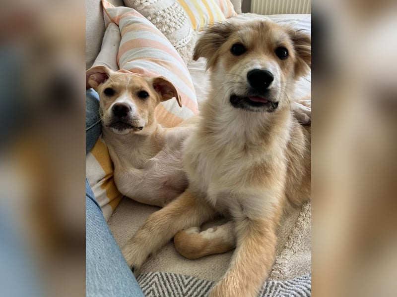 KORBEL, schlauer Schatz, 5 Monate, 41 cm, Mischlingsjunge, Pflegestelle 51503, Tierschutz Rumänien