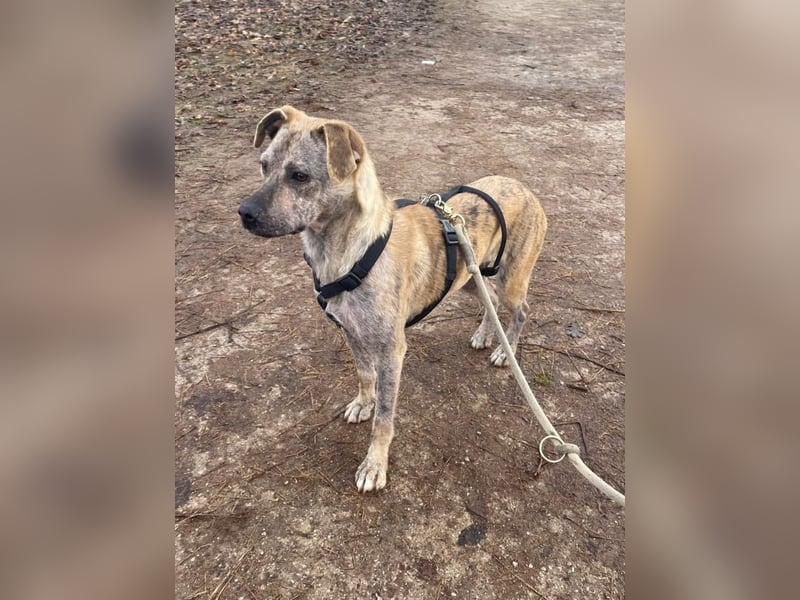 LIV, pure Liebe, 1 Jahr, 40 cm, Mischlingsmädchen, Tierschutz Rumänien, Pflegestelle 46359