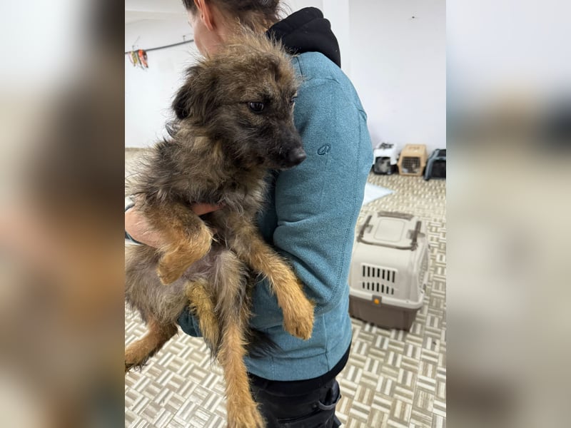 ⭐️Hearty⭐️, Herzensbrecherin, Hündin, 11 Monate, 38 cm, Mischling, Tierschutz