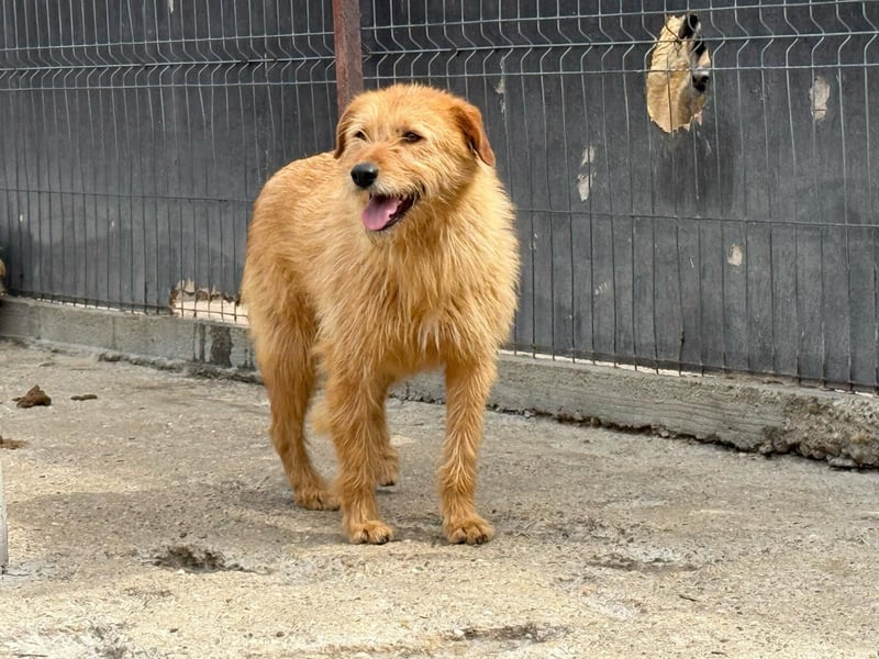 Junghund Balu