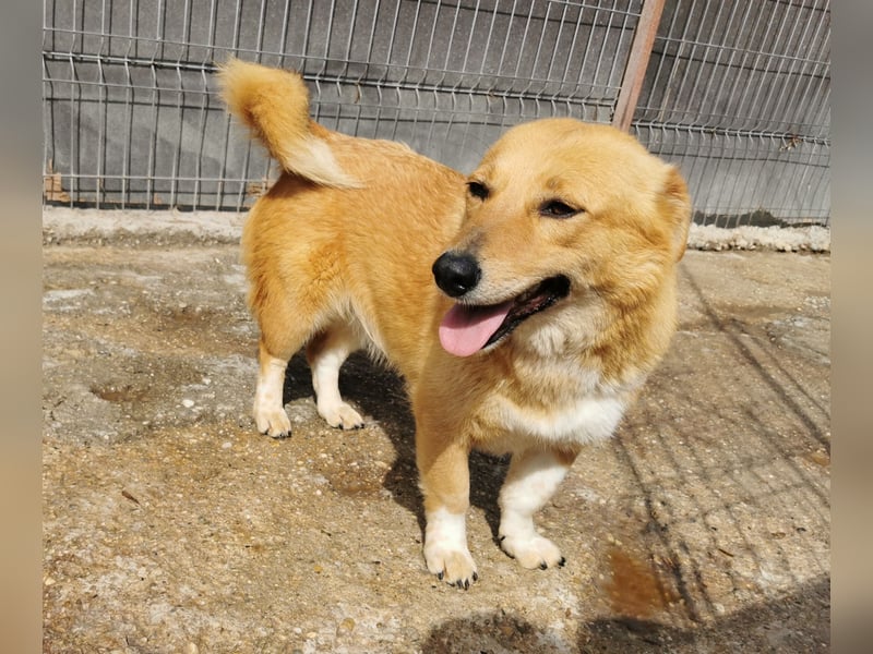 Hier kommt Junghündin Emma