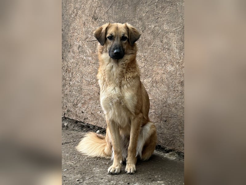 ⭐️DISSY⭐️, schöner Schatz, Hündin, 3 Jahre, 49 cm, Mischling, Tierschutz Rumänien