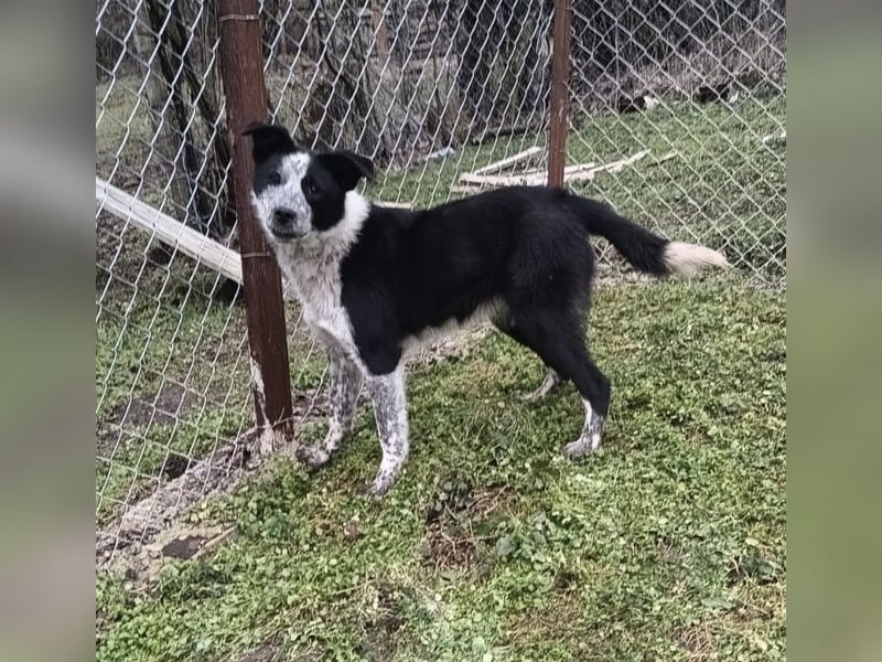 Zoro Tierschutzhund sucht ein Zuhause