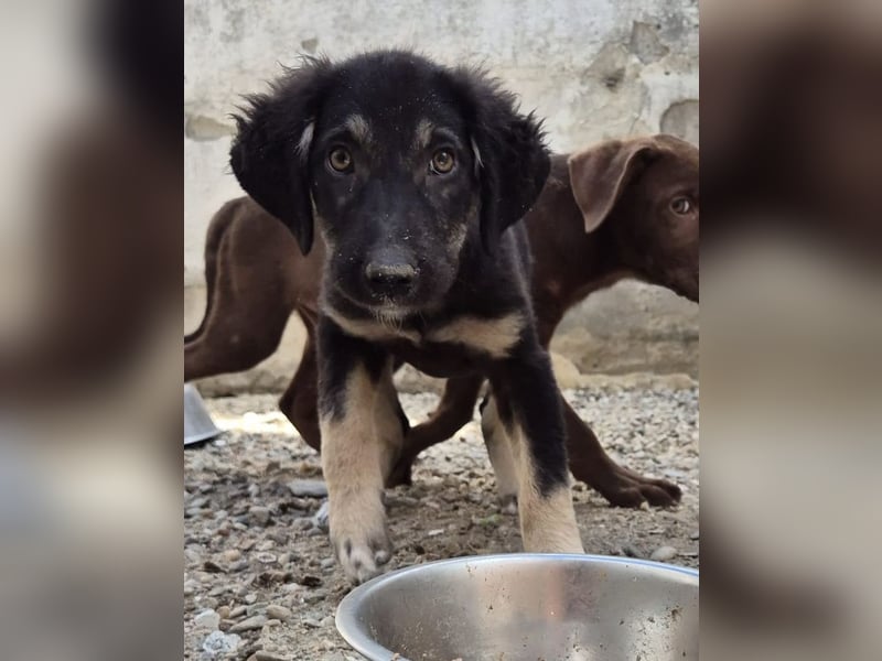 ⭐️DEALY⭐️, Hündin, 6 Monate, bis 50 cm ausgew., Mischling, Tierschutz