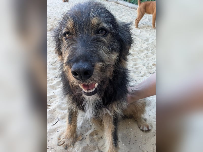 Menschenbezogener Benno wartet in Portugal auf seine Menschen!