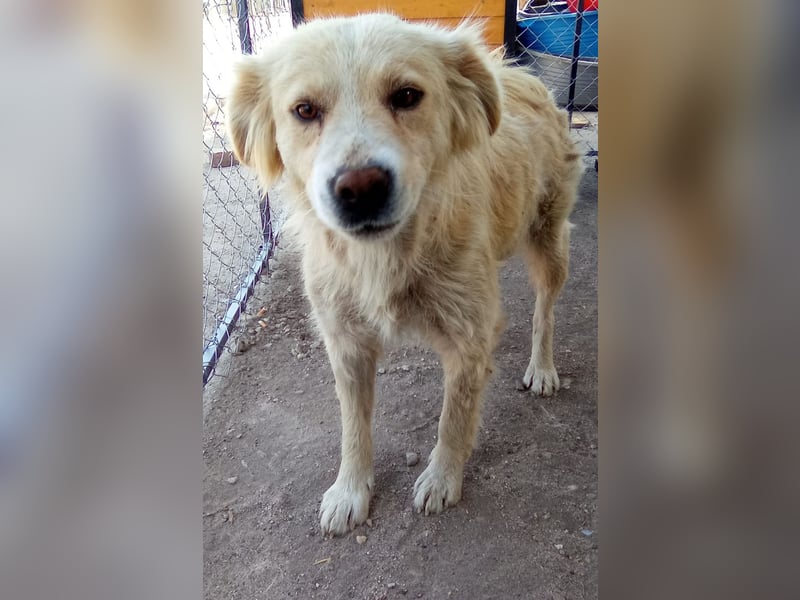 FINCHEN, Herz aus Gold, 5 Jahre, 45 cm, Mischlingshündin, Tierschutz Rumänien