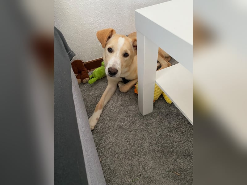 NURIAN, schüchterner Mischlingsjunge, 8 Monate, 45 cm, Pflegestelle 51503, Tierschutz Rumänien